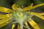 Pineland false sunflower